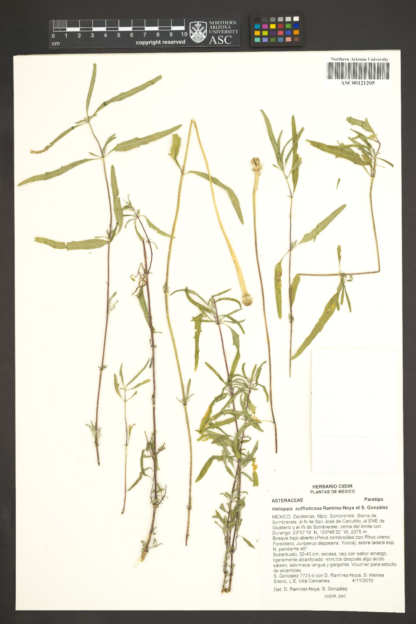 Heliopsis suffruticosa image