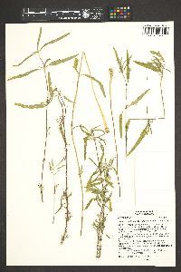 Image of Heliopsis suffruticosa