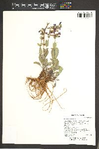 Penstemon lentus image