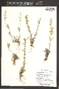 Penstemon confusus image