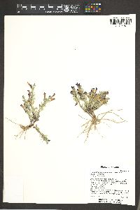 Penstemon thompsoniae image