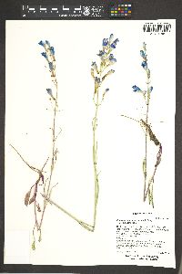 Penstemon comarrhenus image