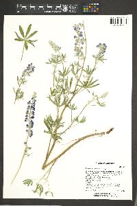 Lupinus caudatus image