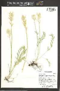 Oxytropis sericea image