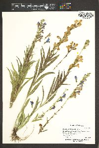 Penstemon versicolor image