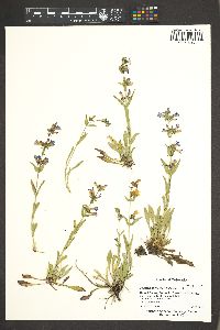 Penstemon virens image