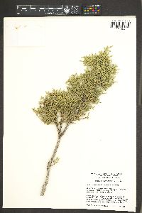 Juniperus arizonica image