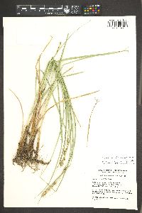 Carex agrostoides image