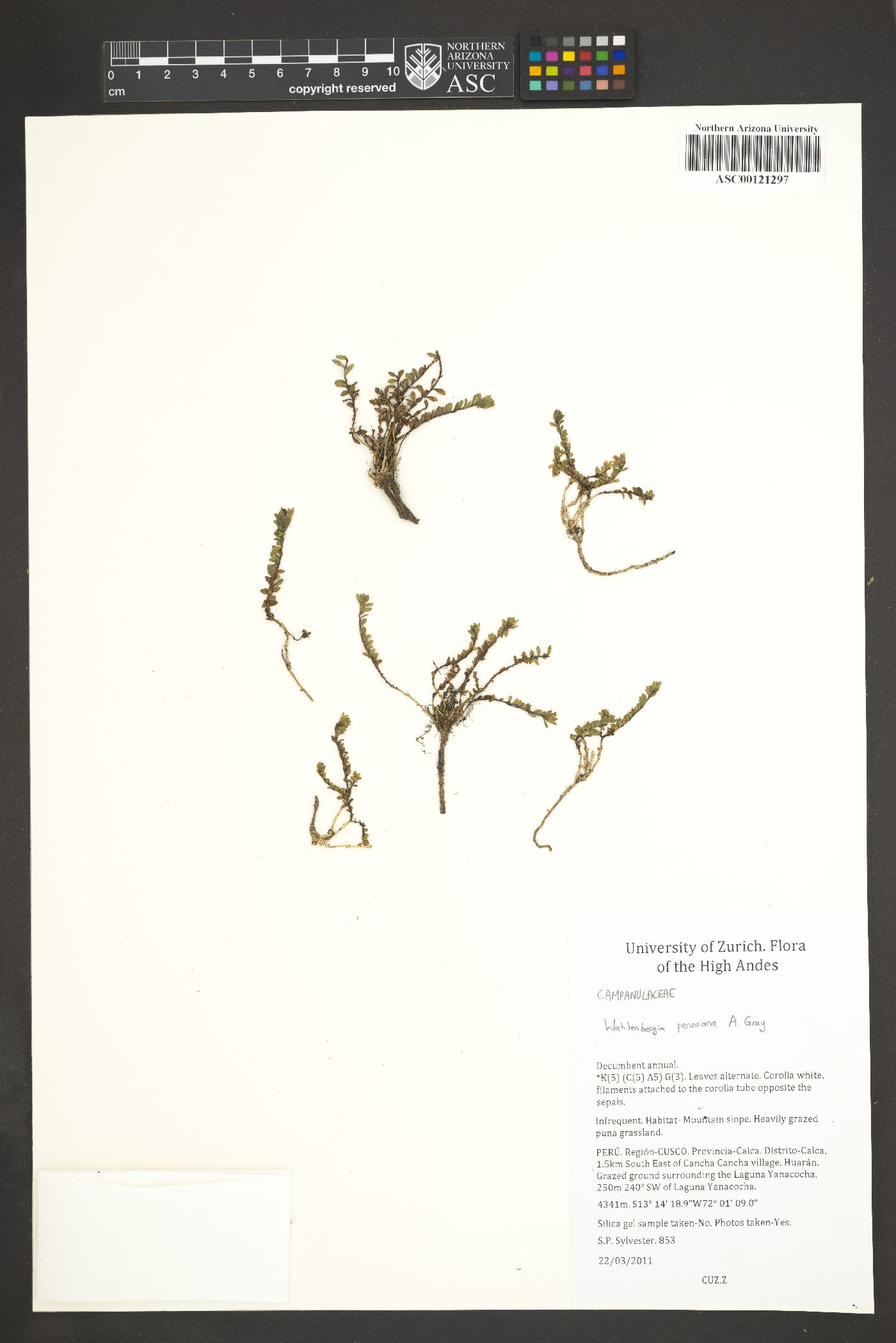 Wahlenbergia peruviana image