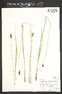 Carex hoodii image