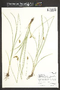 Carex occidentalis image