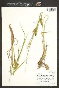 Carex vesicaria image