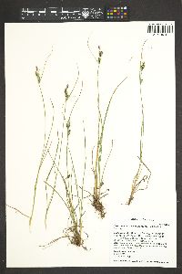 Carex kelloggii var. kelloggii image