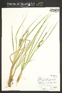 Carex vesicaria image