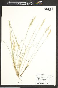 Poa wheeleri image