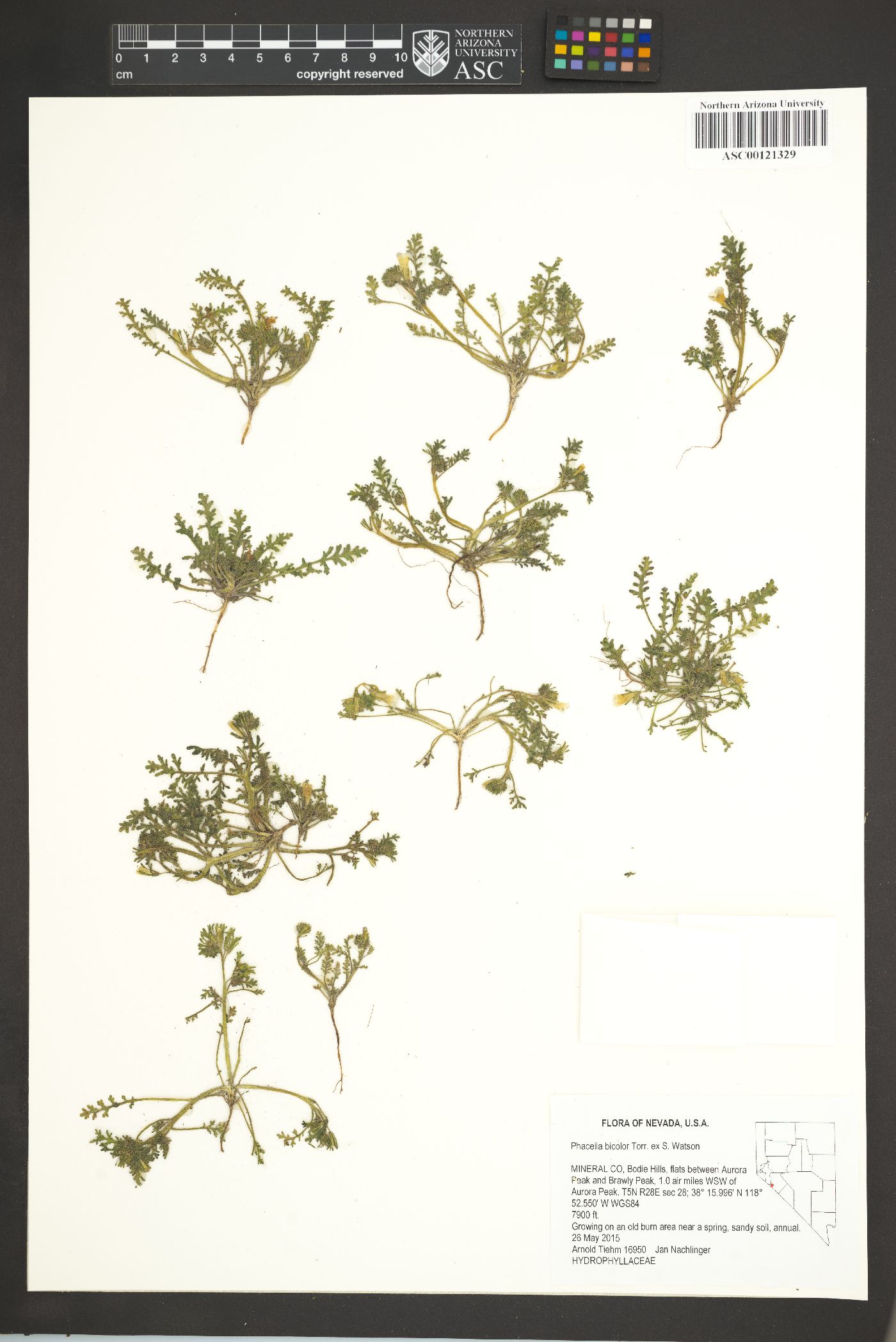 Phacelia bicolor image
