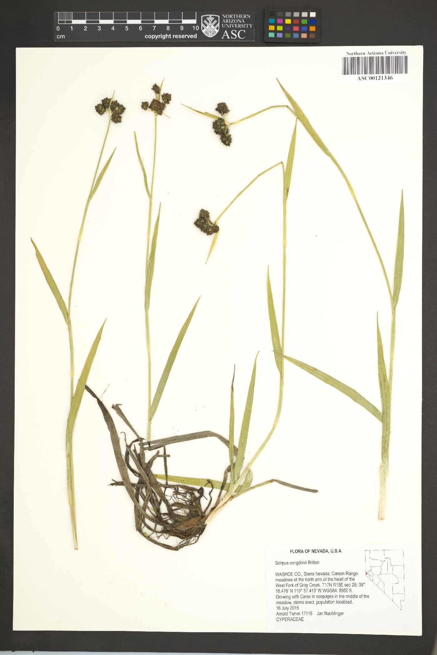 Scirpus congdonii image