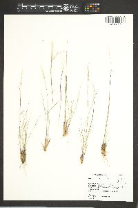 Achnatherum occidentale subsp. occidentale image