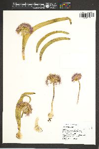 Allium platycaule image