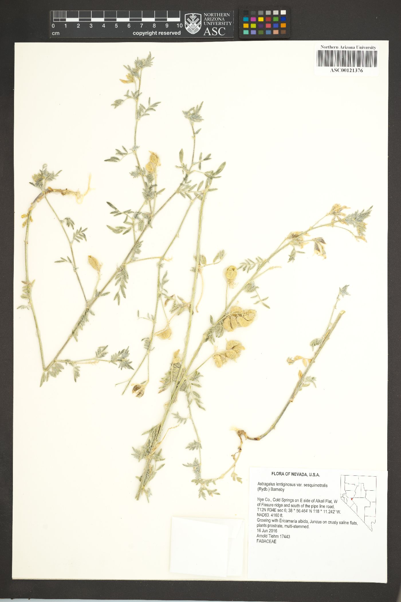 Astragalus lentiginosus var. sesquimetralis image