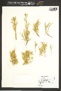 Cuscuta californica var. breviflora image