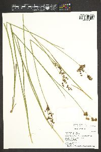 Juncus ensifolius var. montanus image