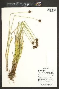 Carex macloviana image