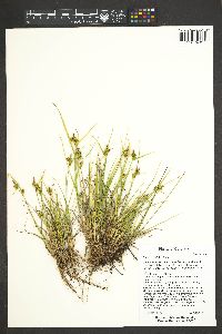 Carex viridula image