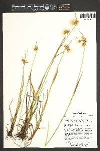 Eriophorum viridicarinatum image