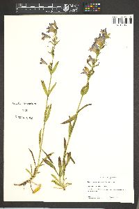 Penstemon deaveri image