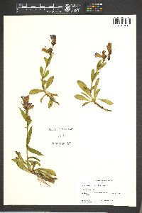 Penstemon deaveri image