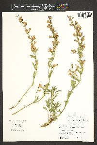 Penstemon higginsii image