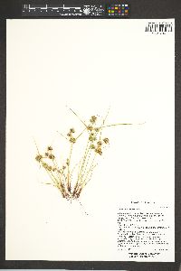 Cyperus squarrosus image