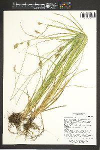Carex wootonii image