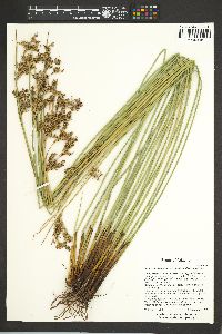 Juncus effusus subsp. austrocalifornicus image