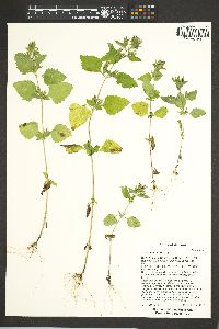 Stevia micrantha image