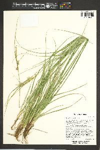 Carex leucodonta image