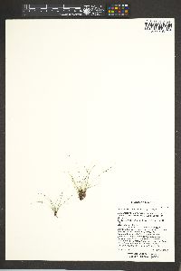 Cyperus subsquarrosus image