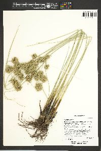 Cyperus elegans image