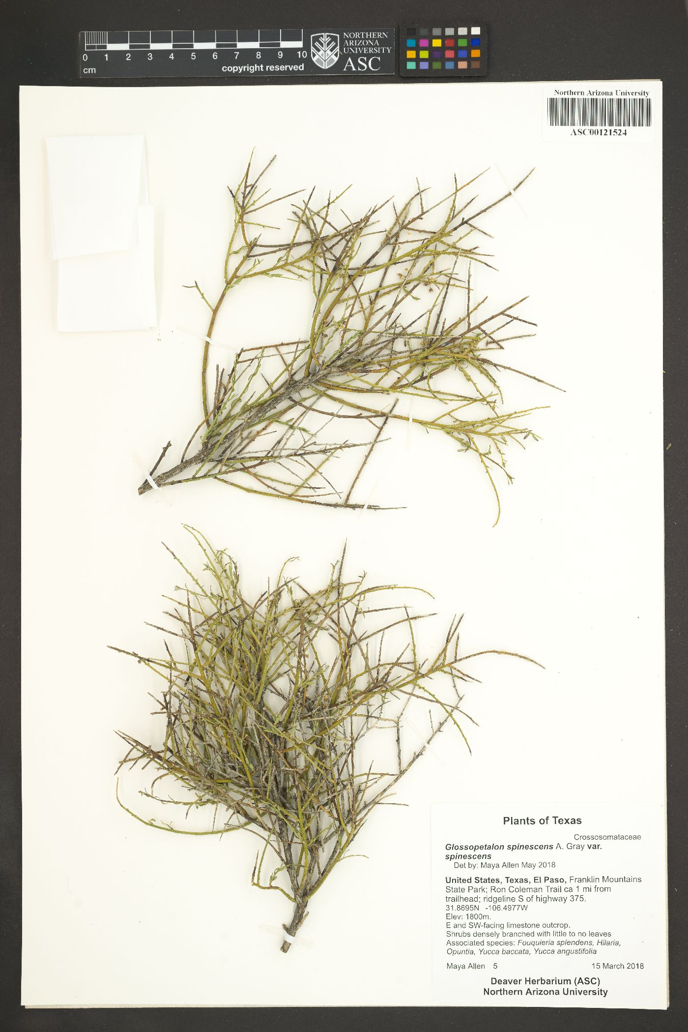 Glossopetalon spinescens var. spinescens image