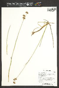 Juncus longistylis image