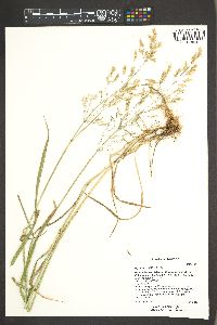 Glycyrrhiza lepidota image