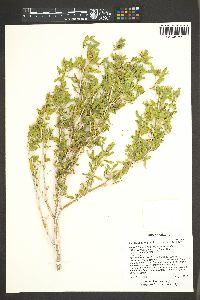 Mentzelia cronquistii image