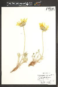 Enceliopsis nudicaulis image