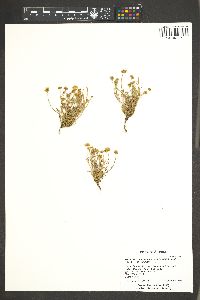 Erigeron concinnus var. condensatus image