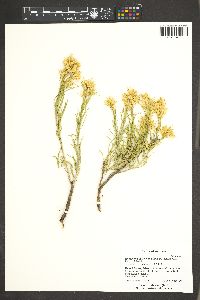 Ericameria parryi var. affinis image