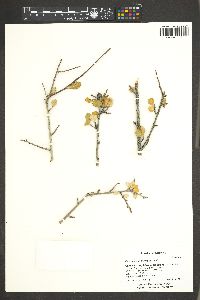 Cercocarpus montanus image