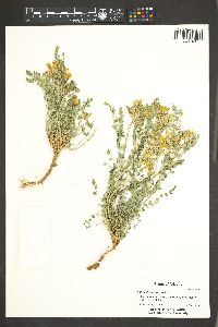 Astragalus artipes image
