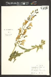 Penstemon grinnellii image