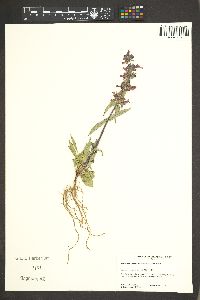 Penstemon calcareus image
